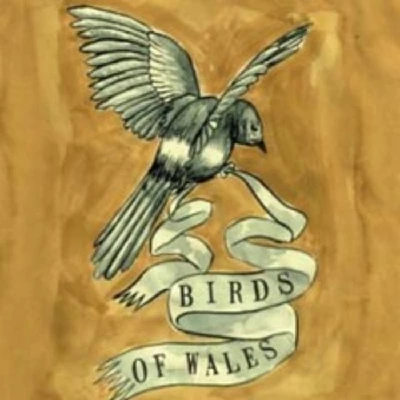 Birds of Wales - Interview