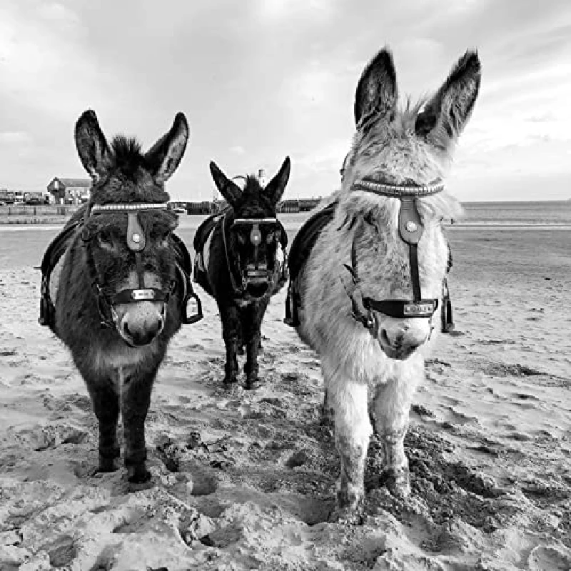 Percy - Seaside Donkeys
