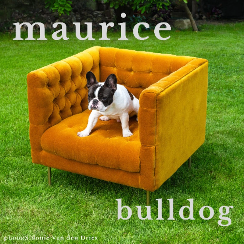 Maurice - Bulldog