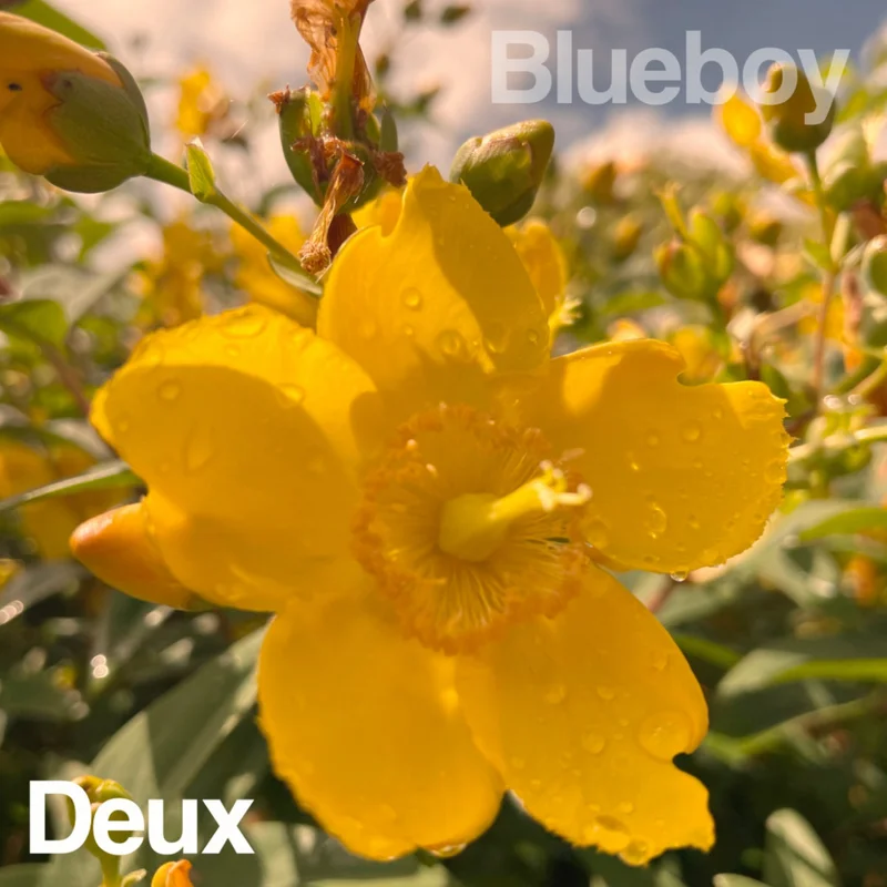 Blueboy - 2